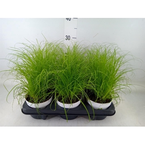 Cyperus alternifolius 'Zumula'