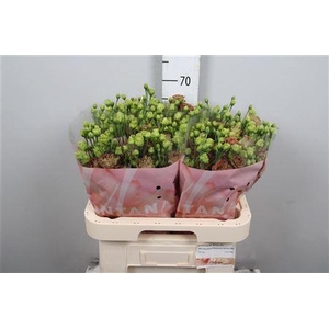 Eus G Rosanne Terracotta