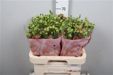 <h4>Eus G Rosanne Terracotta</h4>