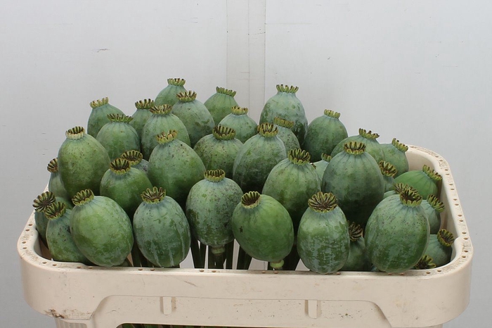 <h4>Papaver somn.   ...zaaddozen</h4>