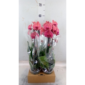 Phalaenopsis  'Elegant Cascade'