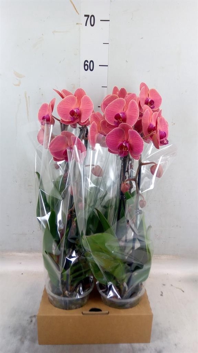 <h4>Phalaenopsis  'Elegant Cascade'</h4>