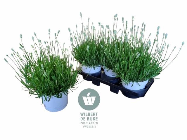 <h4>LAVAN AN AROMA WHITE</h4>