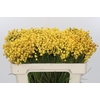 Kaaps Groen Lanug. yellow