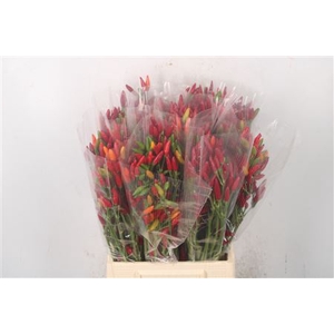 Pepers Paprika Red Per Bunch