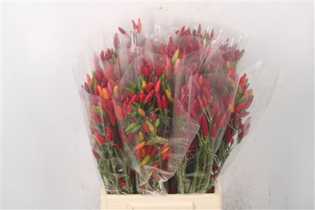 <h4>Pepers Paprika Red Per Bunch</h4>