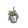 Salvia Mystic Spires Blue