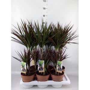 Dracaena marg. 'Magenta'