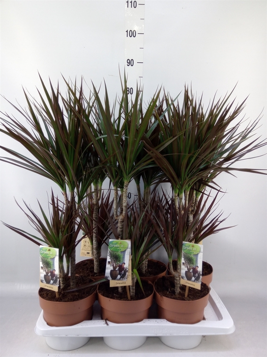 <h4>Dracaena marg. 'Magenta'</h4>
