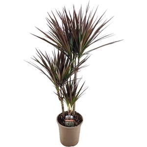 Dracaena magenta 45-25-10