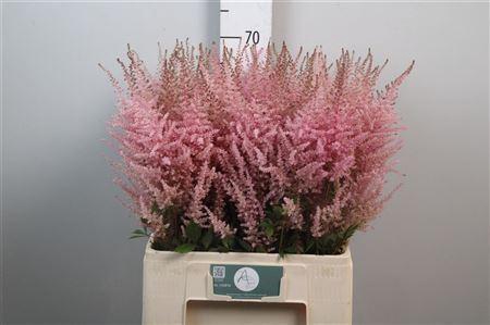 <h4>Astilbe chinensis 'Romanze'</h4>