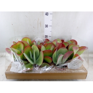 Kalanchoe NF thyrsiflora