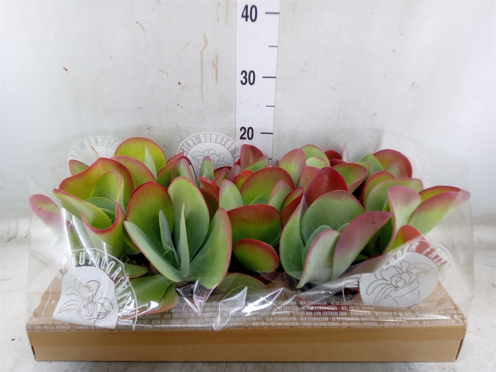 <h4>Kalanchoe NF thyrsiflora</h4>