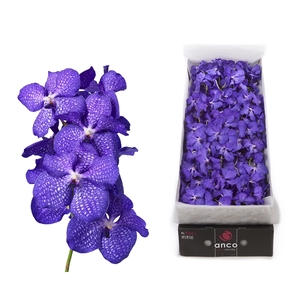 Vanda 16 tak Blue Magic