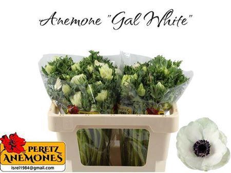 <h4>Anem Co Galil Wit</h4>