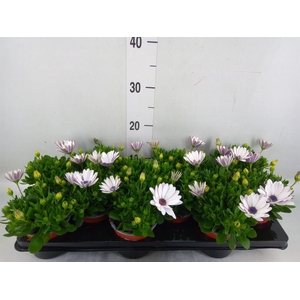 Osteospermum  'Sunny Atilla'
