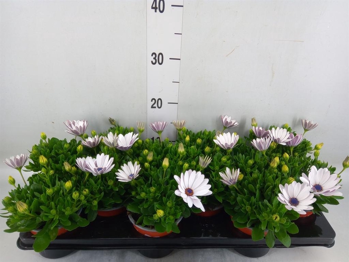 <h4>Osteospermum  'Sunny Atilla'</h4>