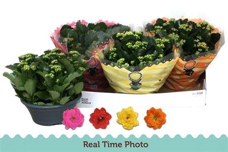 <h4>Kal Ge Gem 4 Kl</h4>