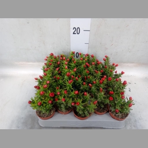 Austrocylindropuntia subulata