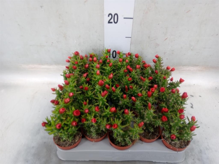 <h4>Austrocylindropuntia subulata</h4>