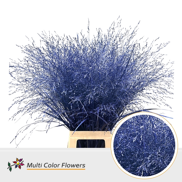 <h4>Panicum Blauw Donker metallic</h4>