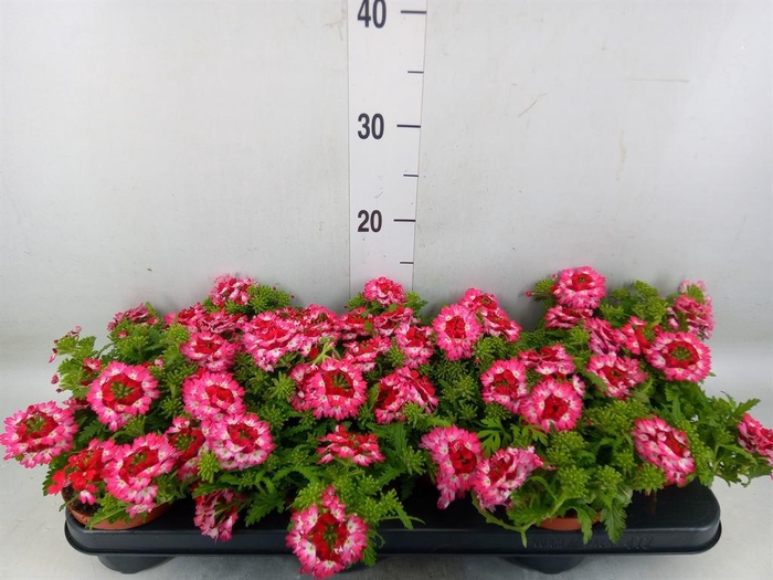 <h4>Verbena   ...</h4>