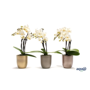 Hugo Luxury Mix Tiny Dolls Wit 3T18+ Aqu@