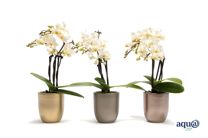 <h4>Hugo Luxury Mix Tiny Dolls Wit 3T18+ Aqu@</h4>