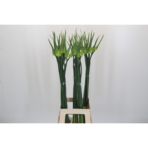Allium Cepa Judith