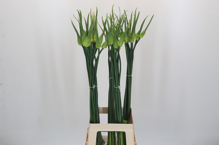<h4>Allium Cepa Judith</h4>