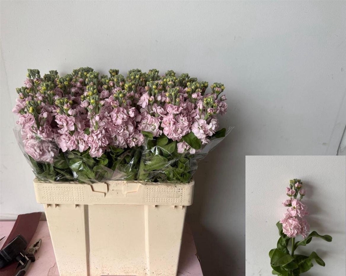 <h4>Matth Mathilda Pink</h4>