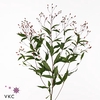 Gillenia Trifoli Dec