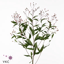 Gillenia Trifoli Dec