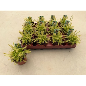 DROSERA