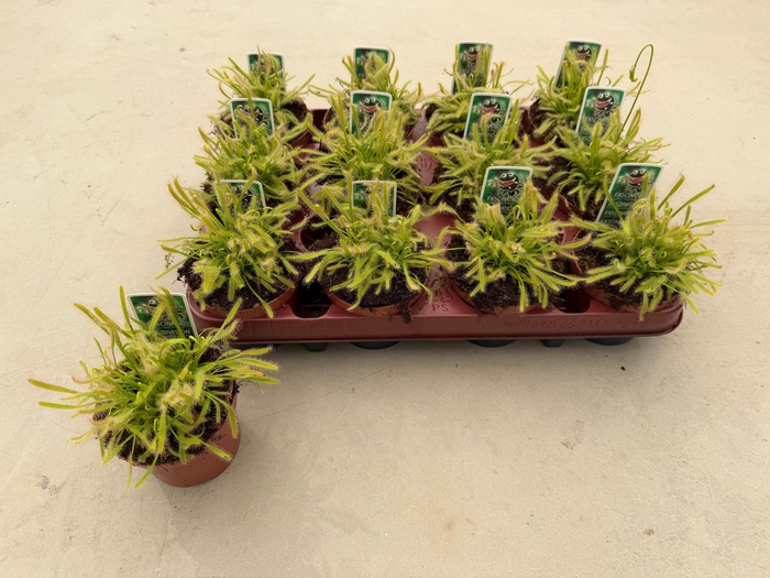 <h4>DROSERA</h4>