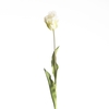 AF Tulip Parrot L60cm White