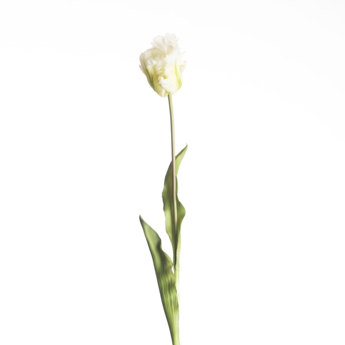 AF Tulip Parrot L60cm White