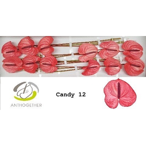 Anth A Candy 13 cm X12 Spek Flowers