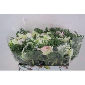 Anem Mistral Rosa Chiaro