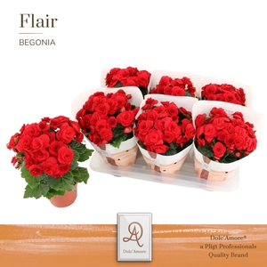 Begonia Rood P14 Dolc'Amore® Flair