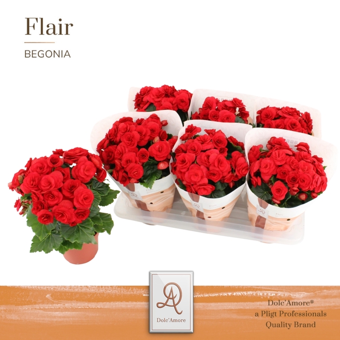 <h4>Begonia Rood P14 Dolc'Amore® Flair</h4>