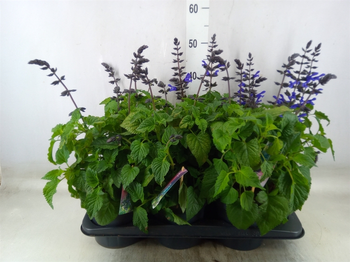 <h4>Salvia  'Salgoon Lake Blueberry'</h4>