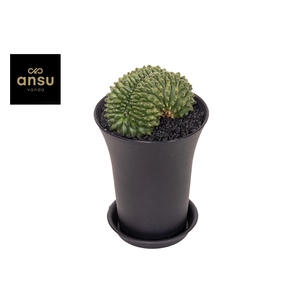 Gymno Cactus 'Spineless' Bridge XXL