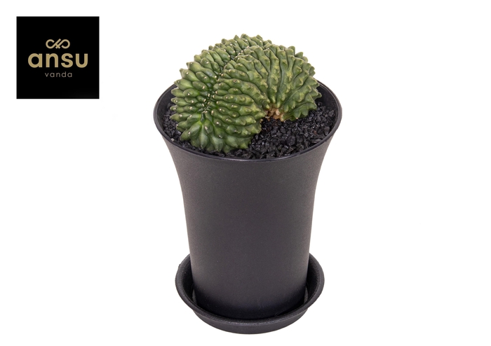 <h4>Gymno Cactus 'Spineless' Bridge XXL</h4>