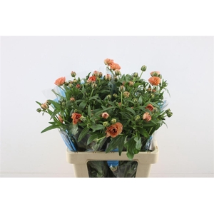 Ran Butterfly Eris 60cm