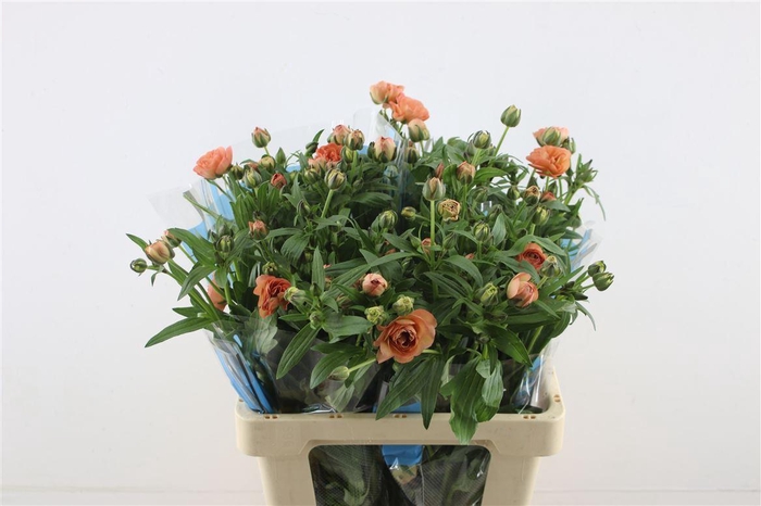 <h4>Ran Butterfly Eris 60cm</h4>