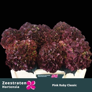 HORT MAGICAL PINK RUBY CL