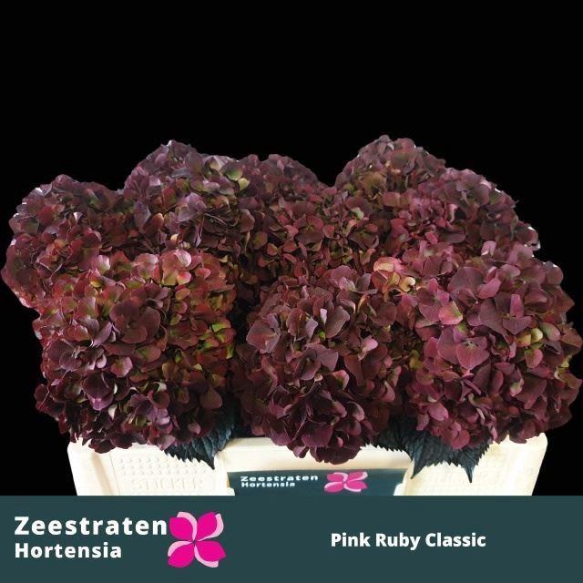 <h4>HORT MAGICAL PINK RUBY CL</h4>