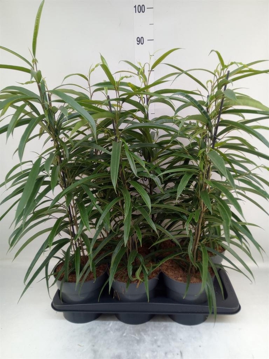 <h4>Ficus binn. 'Alii'</h4>
