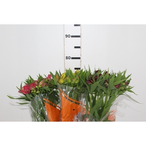ALSTROEMERIA VARIADO 080 CM